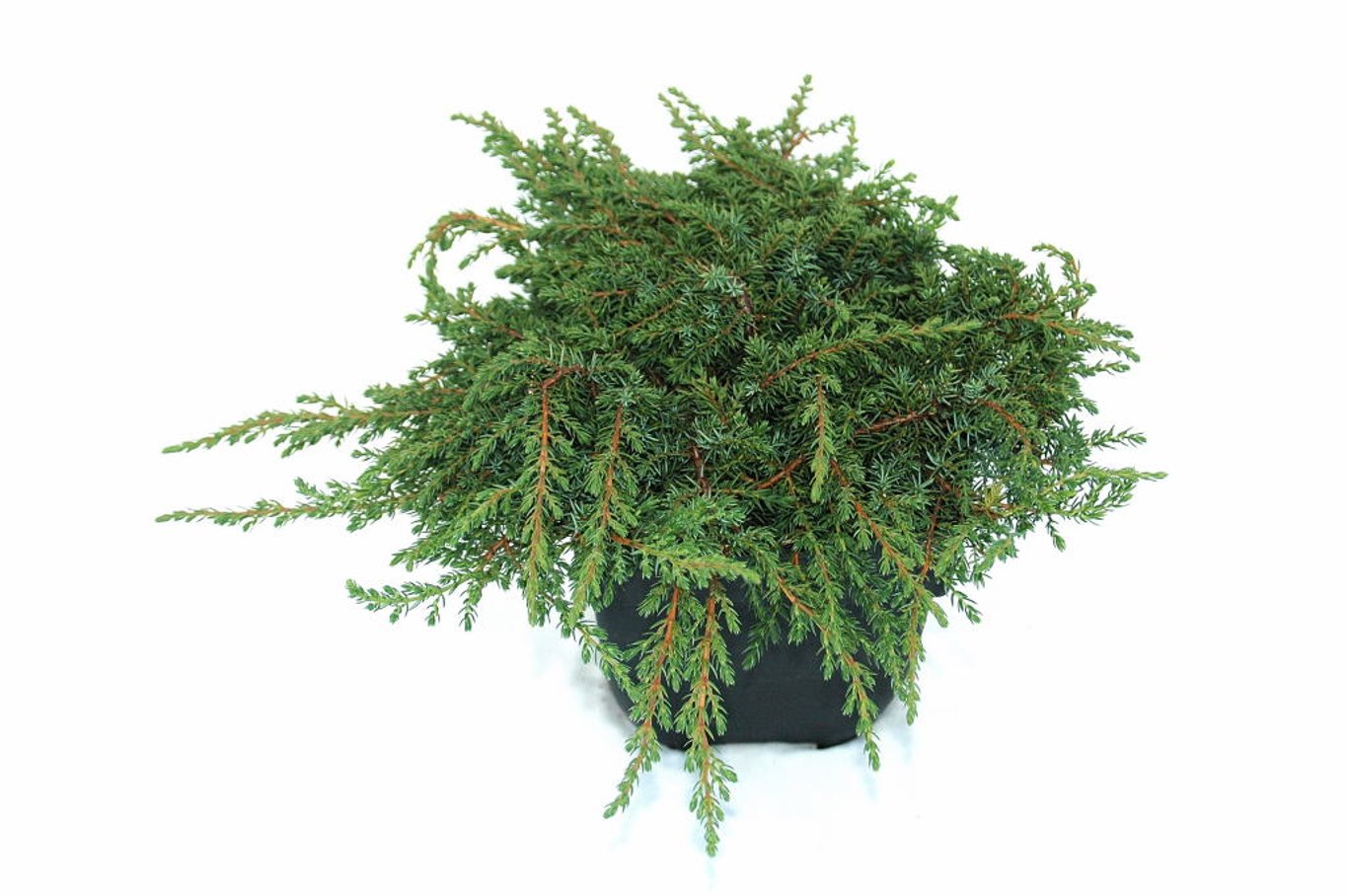 Juniperus comm. 'Green Carpet' - C2